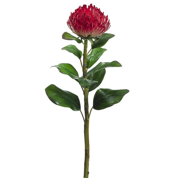15 Protea Silk Flower Stem Pack of 12 Gray/Green 15 Protea Silk Flower Stem Pack of 12 Gray/Green